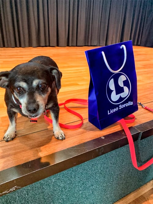 Perro premio
